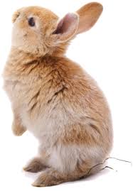 Eduquer Un Lapin Oui C Est Possible Mon Jardin D Idees Par Villaverde Bebes Animaux Mignons Lapin Animaux Intelligents