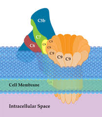 Image result for Complement Pathway