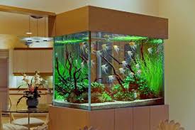 Epingle Sur Aquarium