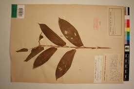 Image result for Trachyphrynium braunianum