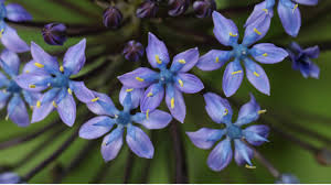 Image result for Scilla achtenii