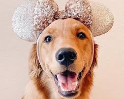 We bring you lots of different options from some of the most famous. 500 Of The Best Disney Dog Names You Should Think About K9 Web