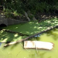 Get info on babe's termite & pest control inc. Floods Standing Water Will Result In Quad Cities Mosquito Invasion Local News Qconline Com