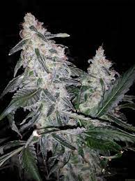 chaos kush elemental seeds cannabis strain info