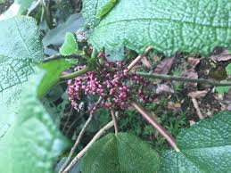 Image result for Urera