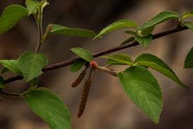 Image result for Acalypha chirindica
