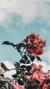 Weitere ideen zu iphone hintergrund sommer, hintergrund iphone, hintergrundbilder. Hintergrunde Fondecran Hintergr Hintergrunde Iphone Wallpaper Pinterest Aesthetic Iphone Wallpaper Iphone Wallpaper