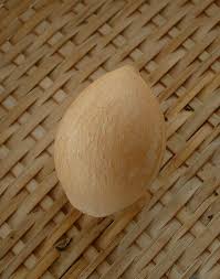 Image result for Cycas thouarsii