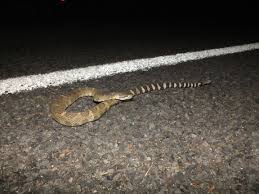 Image result for photo of people in church with rattlesnakes