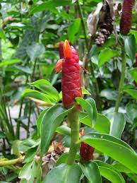 Ginger Plant Lodge At Kinabatangan River Borneo Malaysia Plants Ginger Plant Ginger