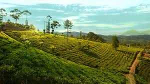 During your stay, do not miss tea plantations which have made the reputation of the island of ceylon. Clarendon Estate High Grown Ceylon Tea Dilmah Tea Plantation Sri Lanka