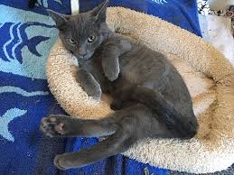 English sailors were known to purchasing pictures that showed these spectacular cats hunting mice, in addition to bringing back the cats themselves. San Jose Ca Russian Blue Meet Blue A Pet For Adoption