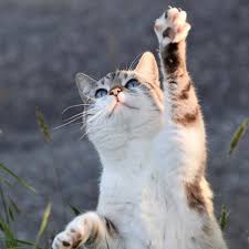 kedilerde yuksekten dusme limavet veteriner klinigi