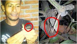 Bunga udumbara adalah bunga yang termasuk dalam kategori langka. Udumbara Bunga Penanda Datangnya Pemimpin Adil Yang Hanya Mekar 3000 Tahun Sekali Boombastis