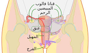 عنق الرحم ويكيبيديا