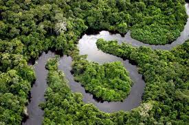 Top 10 Fascinating Animals You Can Spot In The Amazon Rainforest Bookallsafaris Com