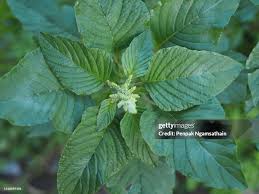 Image result for Amaranthaceae