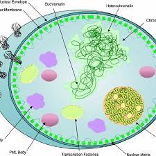The function of the nucleolus is to synthesize rrna and assemble ribosomal subunits. Nuclear Structure And Organization The Nuclear Envelope Surrounds The Download Scientific Diagram