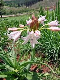 Image result for Crinum lugardiae