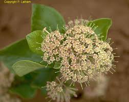 Image result for Crossopteryx