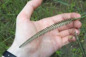 Image result for Aeschynomene sp. B