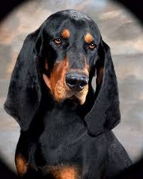 The breed's coat is short but not smooth (like the coat of a cow), very coarse and thick in order to be perfectly waterproof. B T Coonhounds