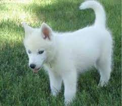 White Husky Puppies With Blue Eyes For Sale Zoe Fans Blog White Siberian Husky White Husky White Husky Puppy