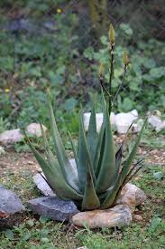Aloe Wickensii Sukkulenten Pflanzen Pflanzen Und Sukkulenten