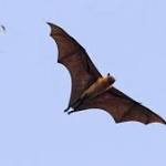  Nipah virus outbreak in Kerala: Why aren't the bats getting sick?