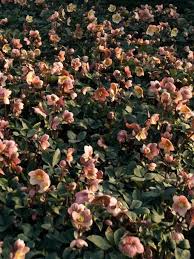 Jan 29, 2021 · elephant ears are tropical perennial plants grown for the appeal of the large leaves rather than for their flowers. Helleborus Pink Frost Bluestone Perennials