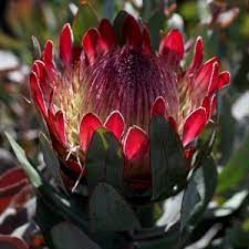 Stockists of ausflora pacific's protea plants. San Marcos Growers Proteaceae Page