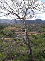 Image result for Gyrocarpus