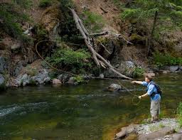 Download the app for android or apple. Fly Lines 101 The Fly Fishing Basics