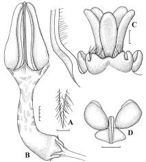 Image result for Ceropegia namuliensis