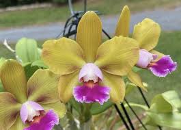 Image result for Cyphia richardsiae