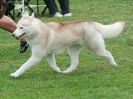 Siberian husky puppies miami florida. Siberian Huskies White Siberian Husky Red Husky Husky Dogs