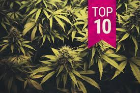 Cannabis wirkt wunder vor dem sex. Die Top 10 Cannabis Sativa Sorten 2020 Rqs Blog