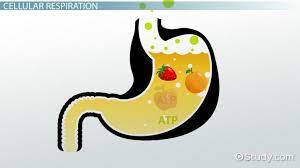 Identify the location in the cell where each of these processes occurs. What Is The Chemical Equation For Cellular Respiration Video Lesson Transcript Study Com
