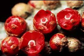 Image result for Apodanthaceae