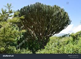 Image result for Euphorbia candelabrum