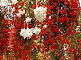 Dalida Le Temps Des Fleurs Youtube Beautiful Flowers Garden Red And White Flowers Beautiful Flowers