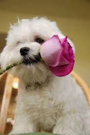 Flowers dogs dogs flowers dog animal pet cute creative picture high definition pictures animals high definition picture pets exquisite pictures practical picture canine portrait cats printing for high definition pictures furry brown mammal puppy lying hair ears grass close up domestic snow posture. 21 Best One Pretty Dog With Flowers For You Ideas Pretty Dogs Cute Dogs Cute Animals