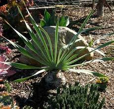 Image result for Boophone