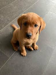 Maybe you would like to learn more about one of these? 25 Best Pet Service Near Adamstown Pennsylvania Facebook Last Updated Jul 2021