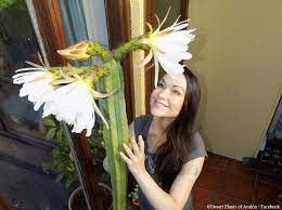 What is san pedro cactus? My 6ft Tall Trichocereus Pachanoi San Pedro Cactus With A Spectacular Display Of Flowers Youtube