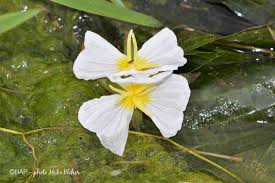 Image result for Ottelia