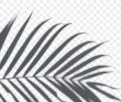 Download Premium Png Of Shadow Of Palm Leaves On A White Wall 557619 In 2020 Palm Leaves Leaves Shadow