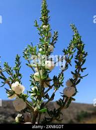 Image result for Pollichia