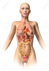 Women are made of sugar and spice and all things nice. Woman Body With Interior Organs Superimposed Anatomy Image Stock Photo Picture And Royalty Free Image Image 11713024