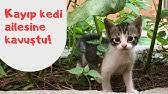 Kayip Kedisi Bulabilmek Icin Semt Degistirdi 3 Ay Sonra Tesadufen Buldu Youtube